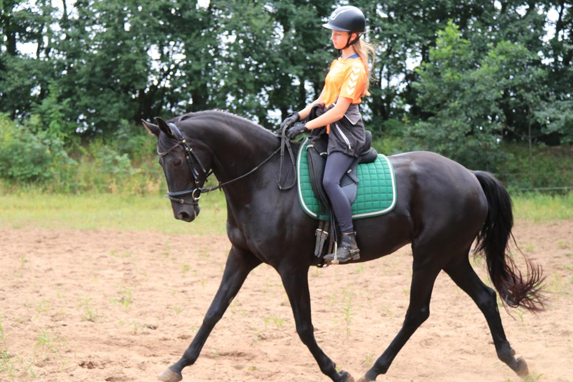 Dansk Varmblod Odessa halsnæs billede 6