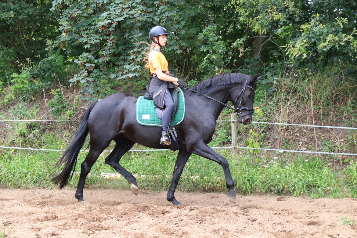 Dansk Varmblod Odessa halsnæs billede 8