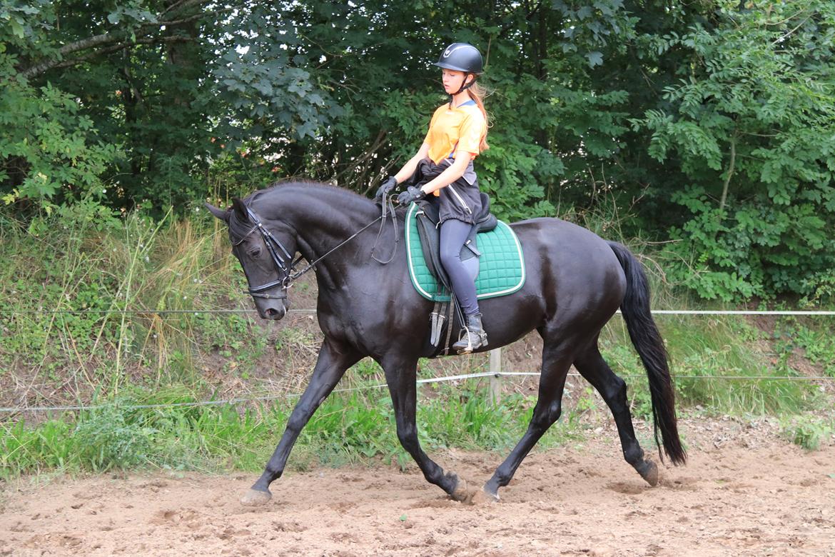 Dansk Varmblod Odessa halsnæs billede 7