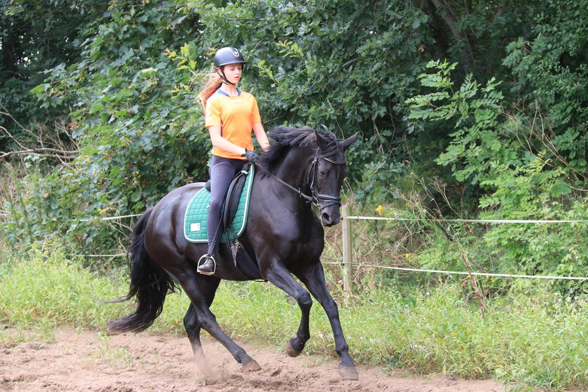 Dansk Varmblod Odessa halsnæs billede 9