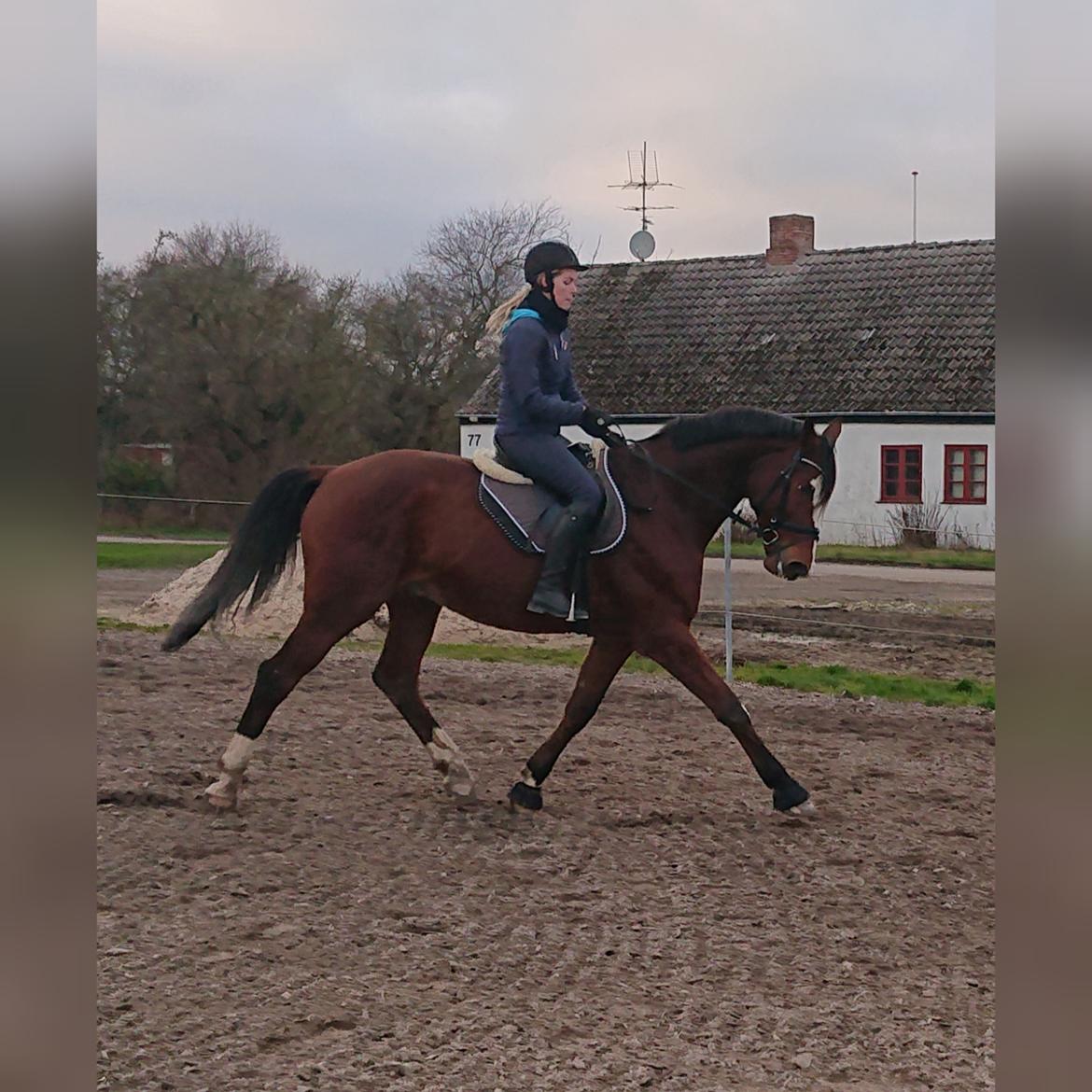 Trakehner Caos  billede 1