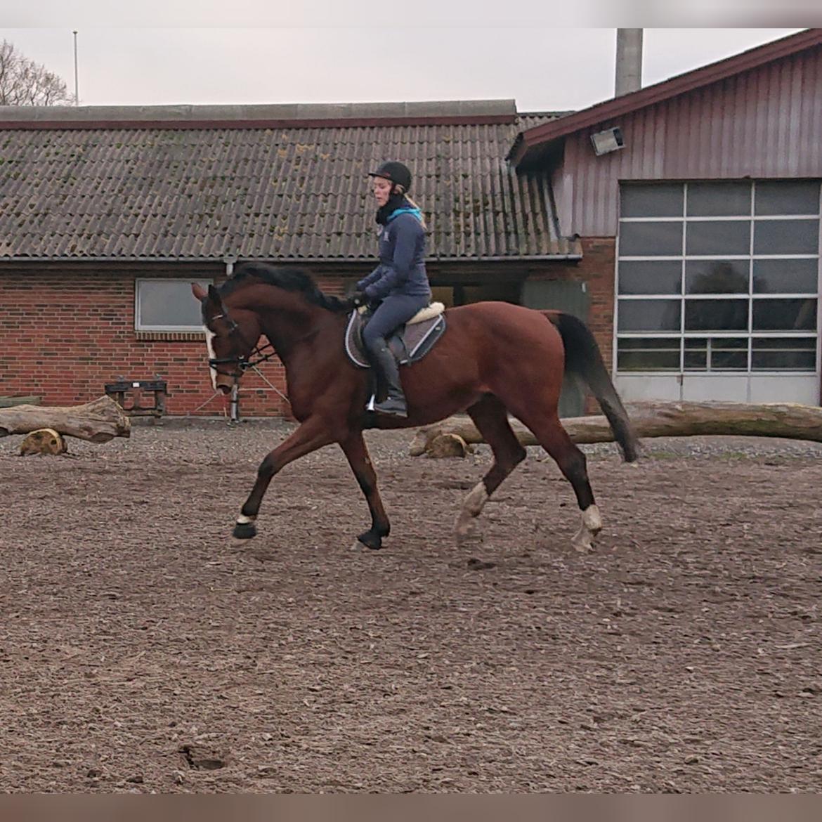 Trakehner Caos  billede 2