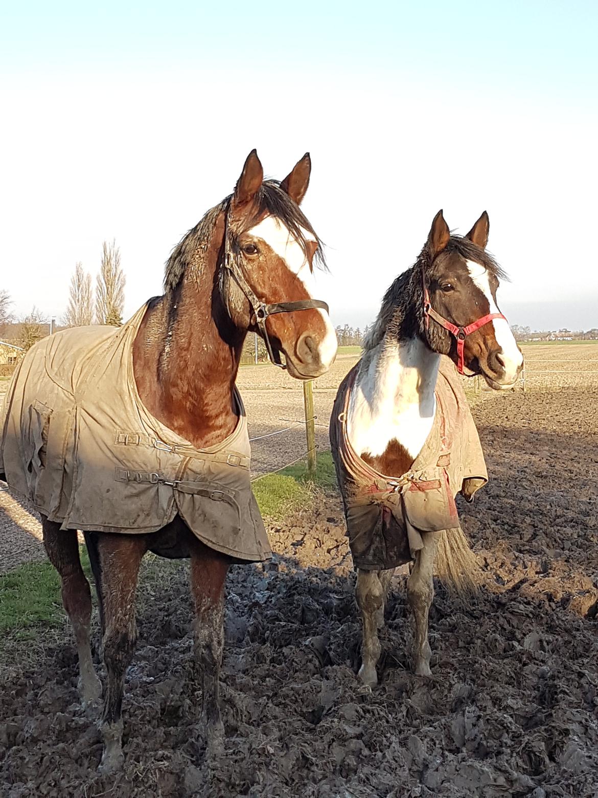 Trakehner Caos  billede 3