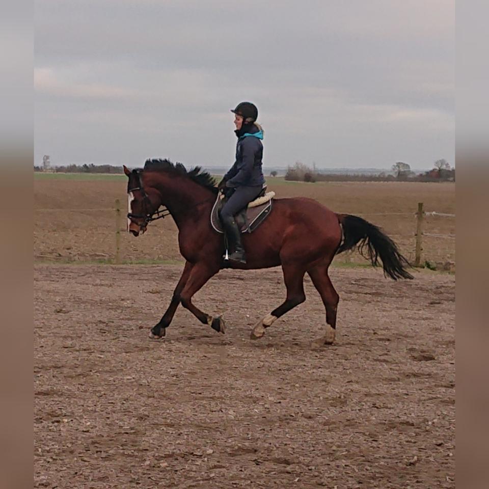 Trakehner Caos  billede 4