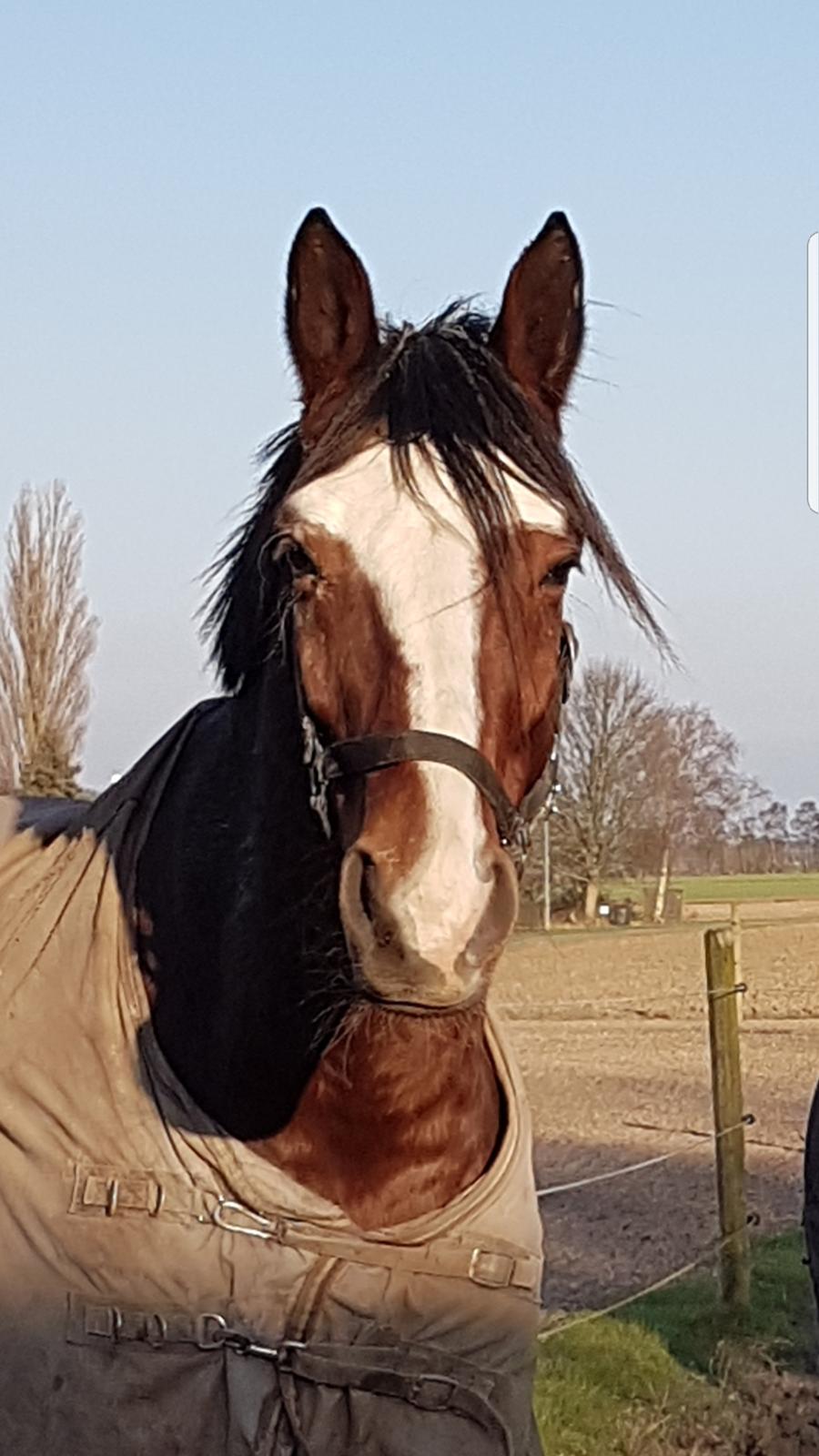 Trakehner Caos  billede 5