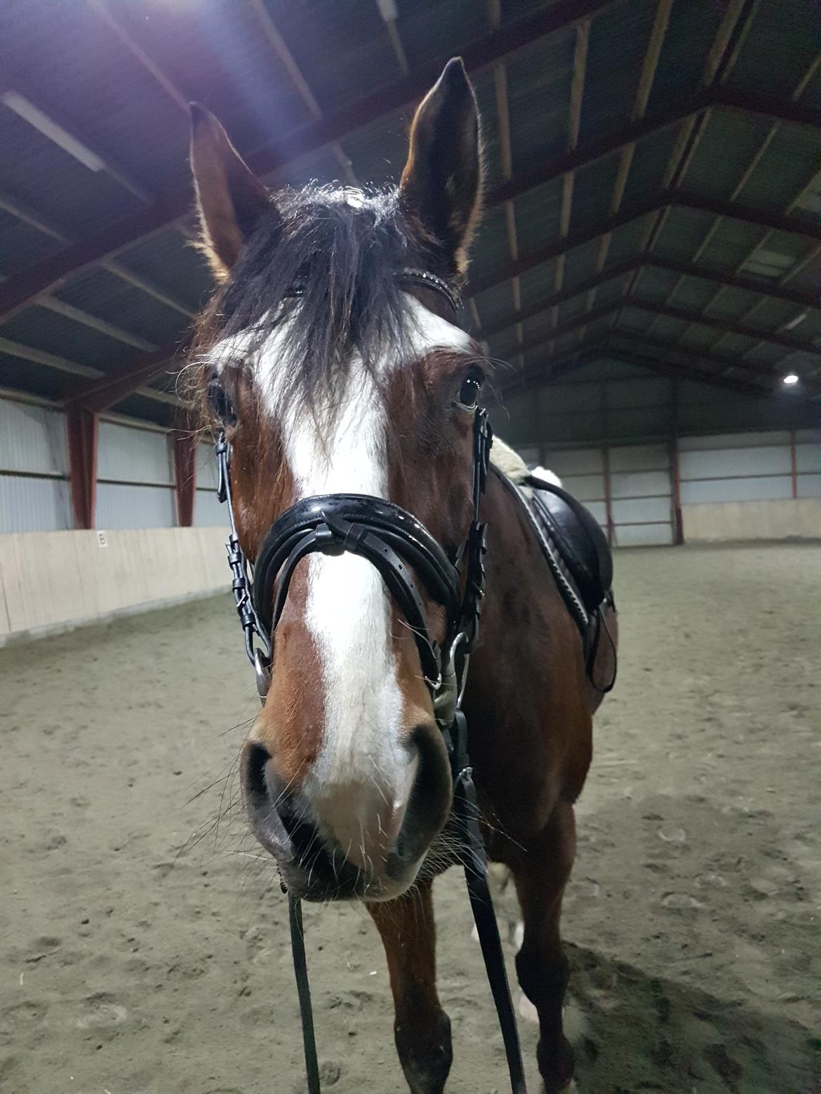 Trakehner Caos  billede 6
