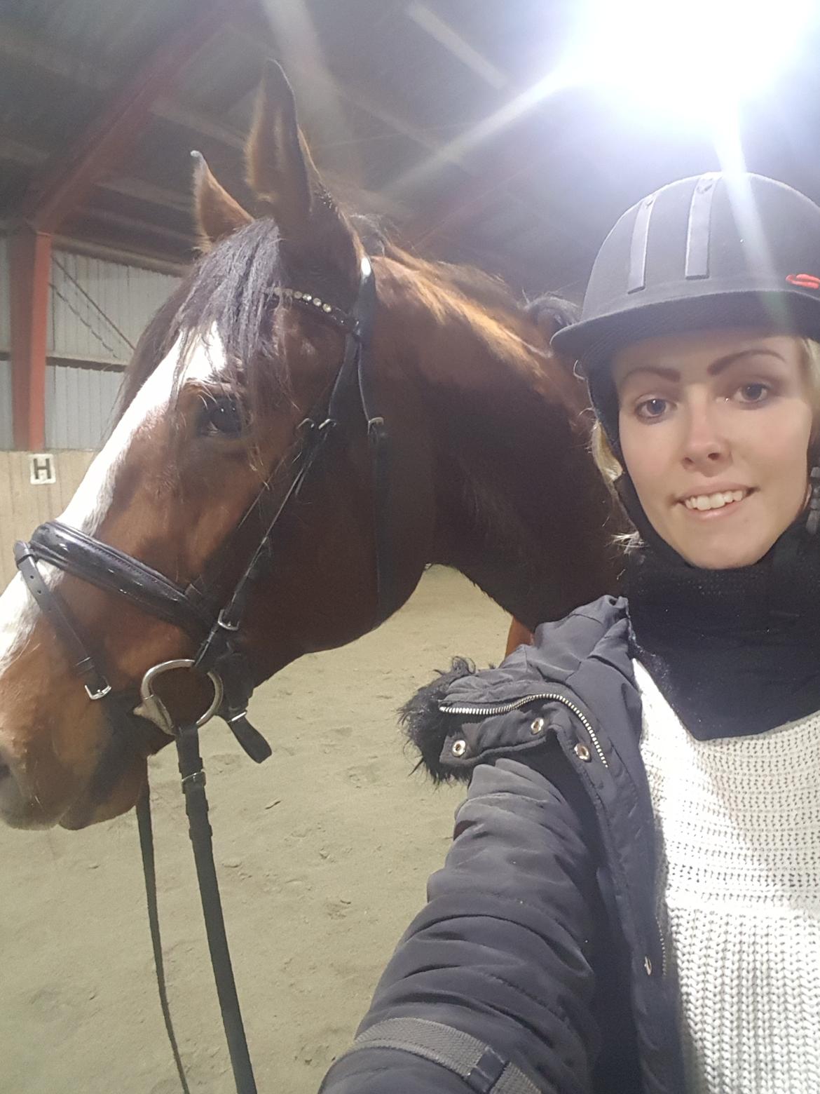 Trakehner Caos  billede 7