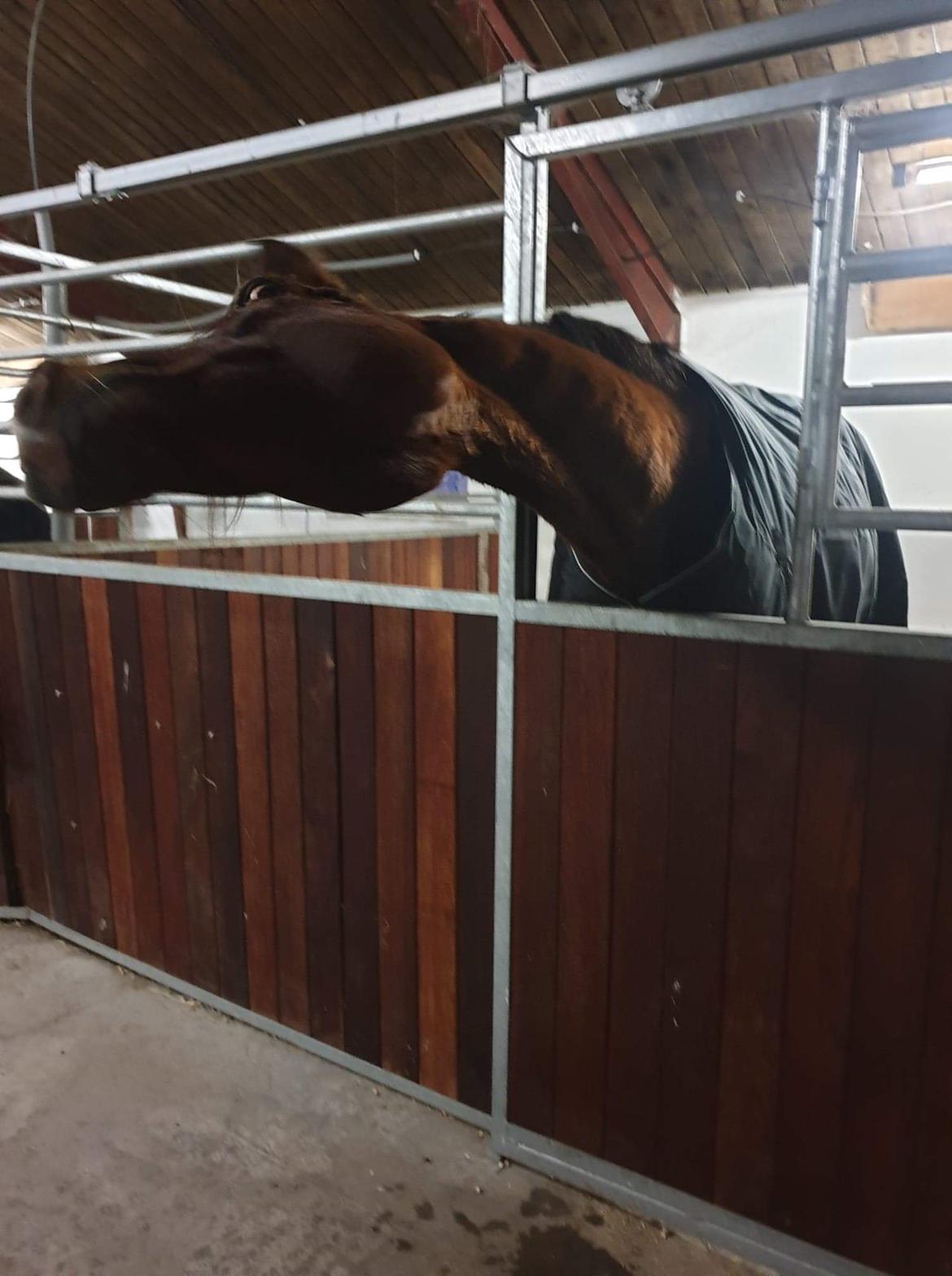 Trakehner Caos  billede 8