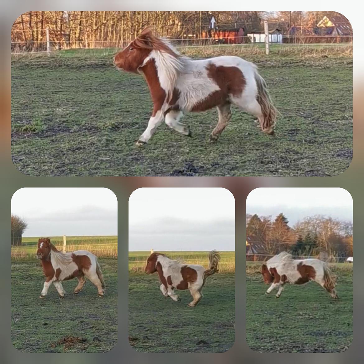 Shetlænder Overfussings Esmaralda - Solgt - Fjollepigen :-)  billede 16