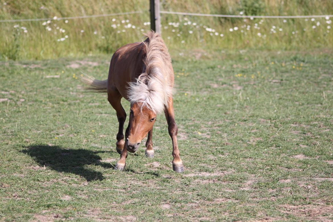 Amerikansk Miniature Bob Marley Is A Superstar billede 15