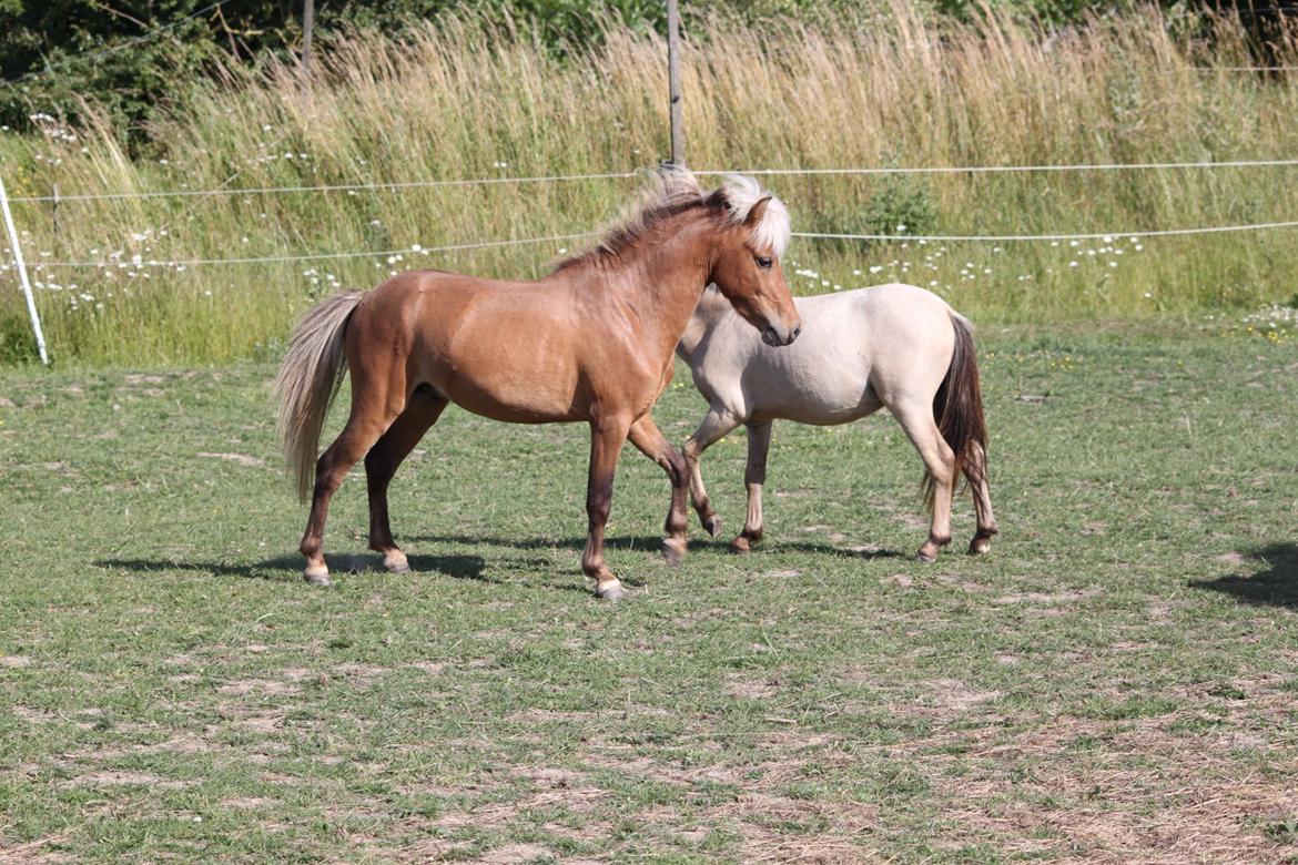 Amerikansk Miniature Bob Marley Is A Superstar billede 16