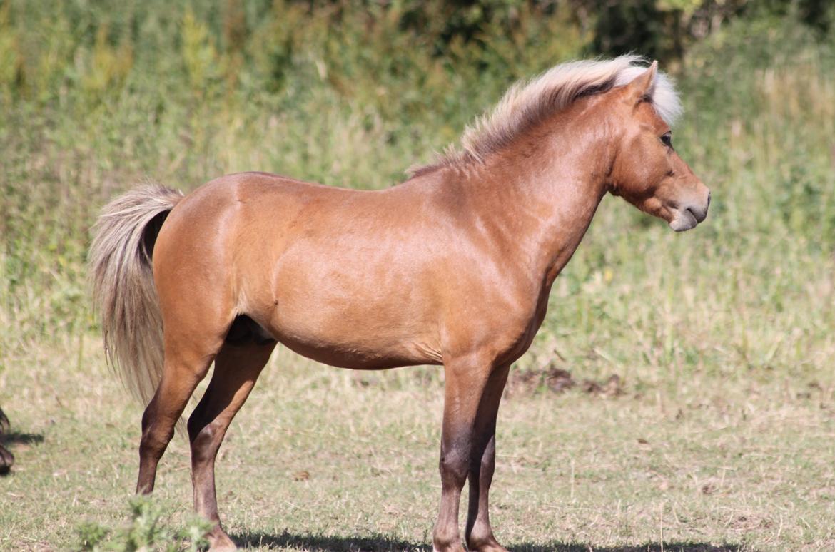 Amerikansk Miniature Bob Marley Is A Superstar billede 17