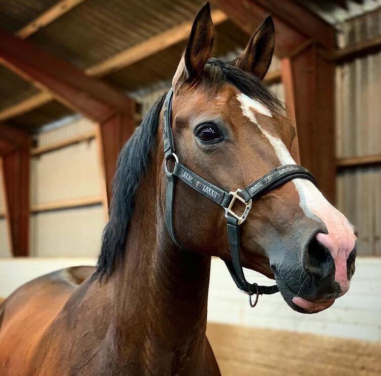 DSP Bohøjgaards Michigan billede 1