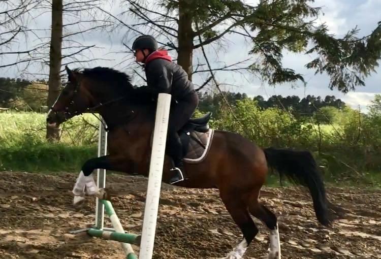 DSP Bohøjgaards Michigan billede 2