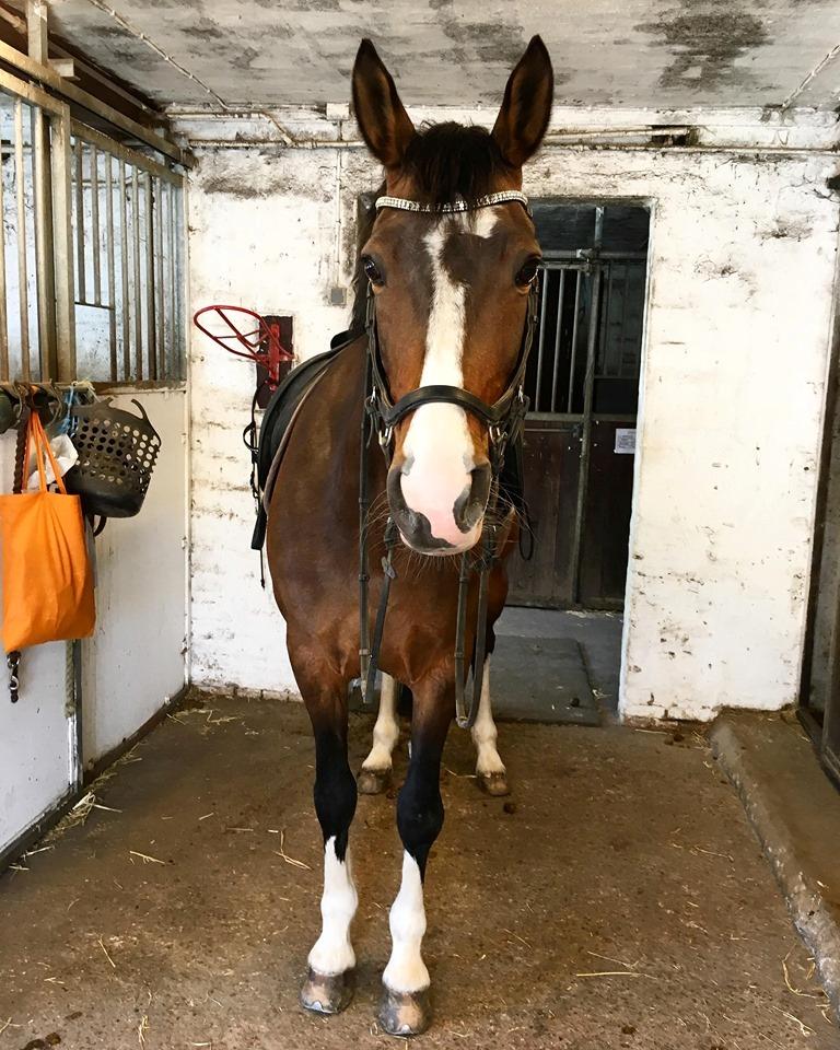 DSP Bohøjgaards Michigan billede 4