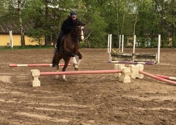 DSP Bohøjgaards Michigan billede 5