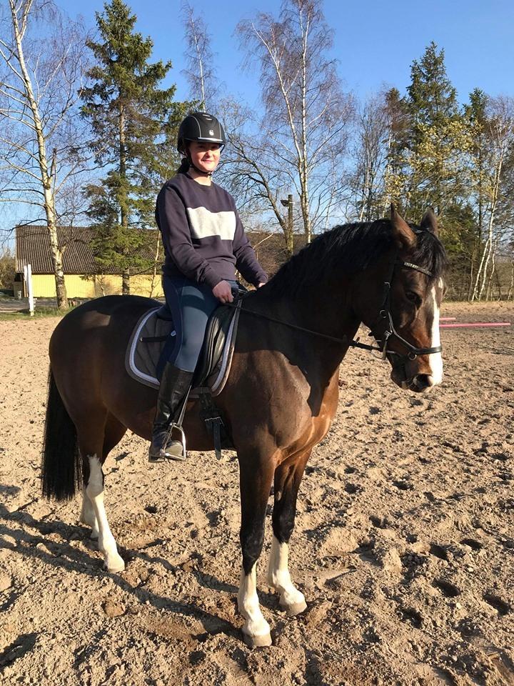 DSP Bohøjgaards Michigan billede 6