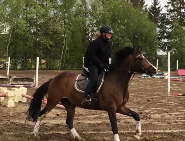 DSP Bohøjgaards Michigan billede 3