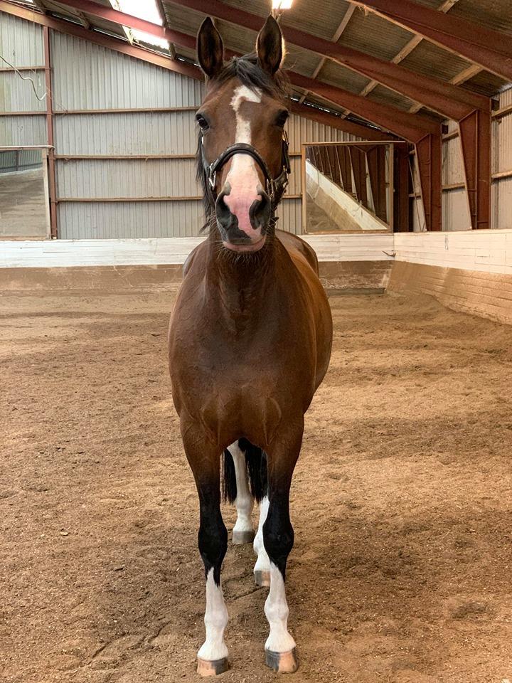 DSP Bohøjgaards Michigan billede 9