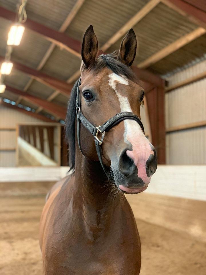 DSP Bohøjgaards Michigan billede 10