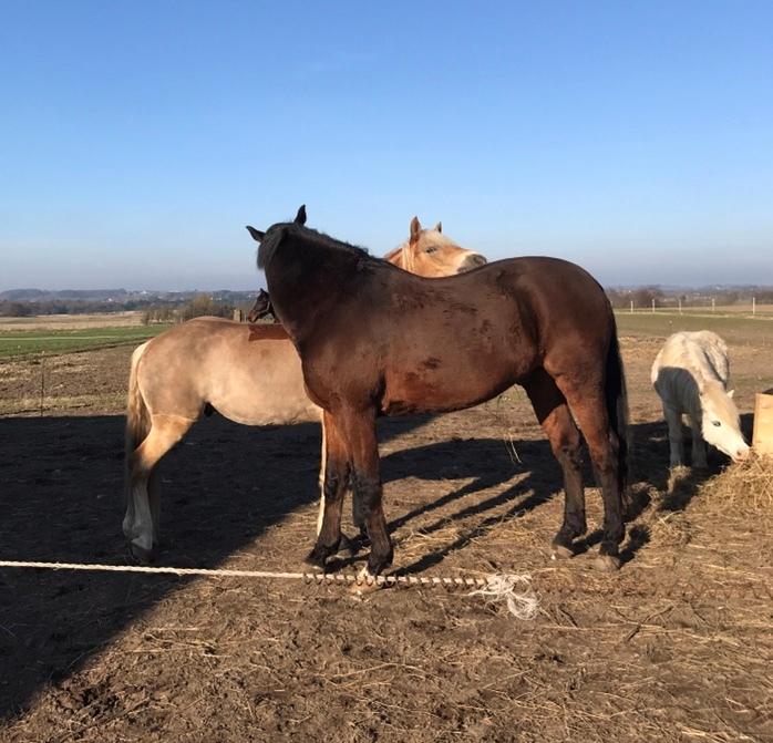 Haflinger Wildfang-U-W - Hyggestund med Sandor billede 9