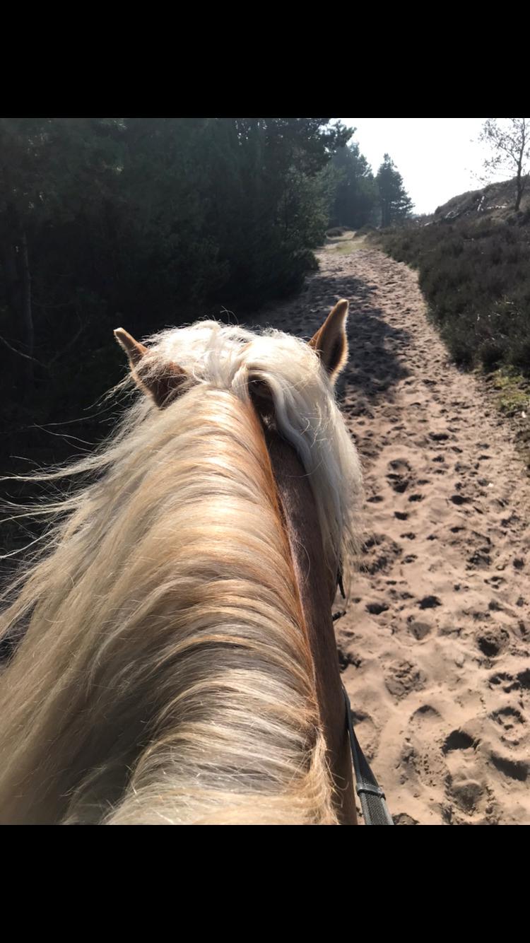 Haflinger Wildfang-U-W billede 4