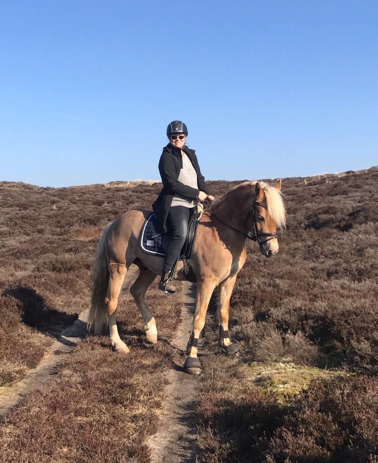 Haflinger Wildfang-U-W billede 5