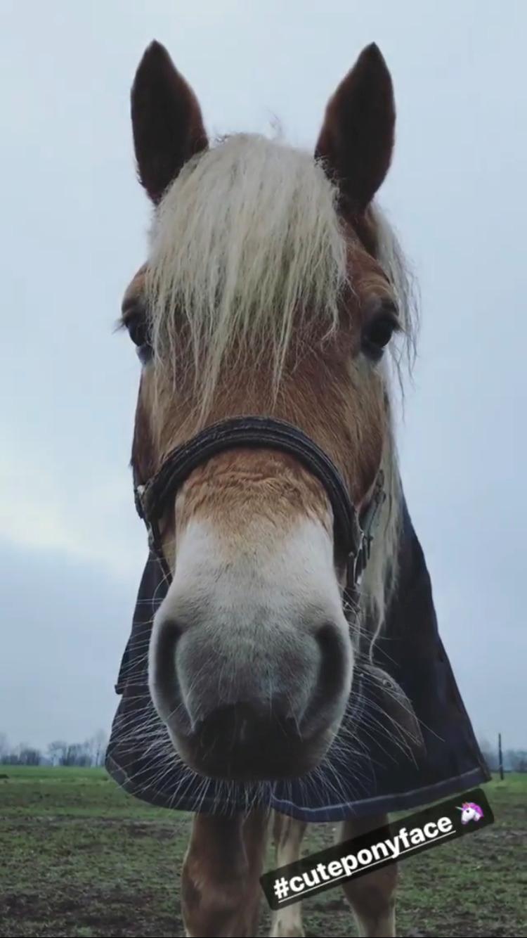 Haflinger Wildfang-U-W billede 10