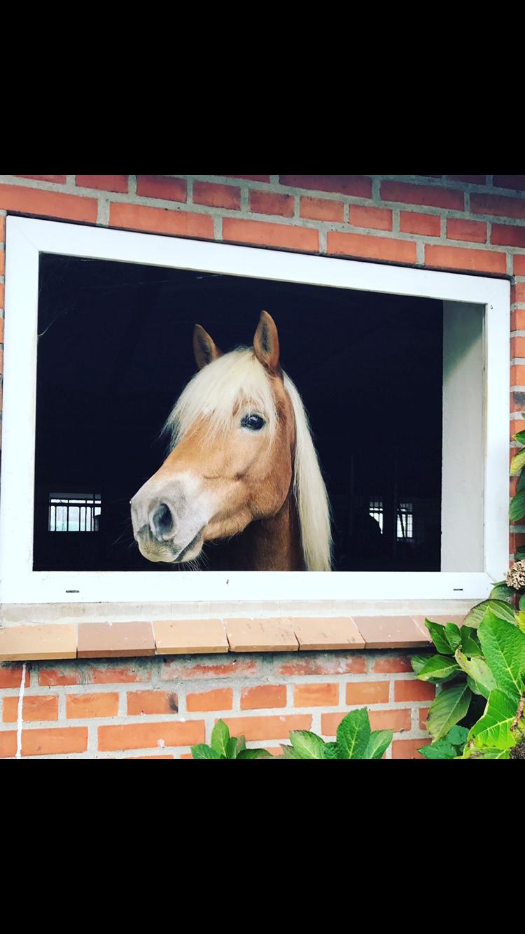 Haflinger Wildfang-U-W billede 11