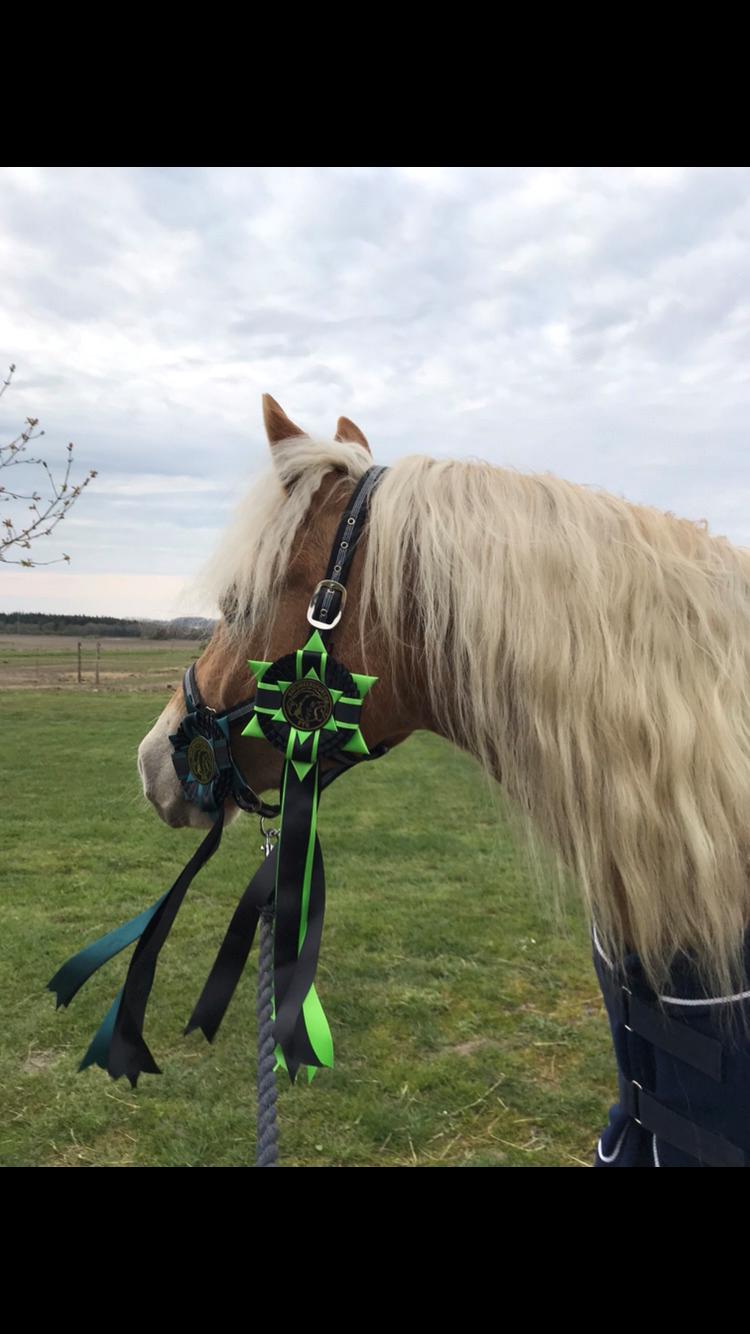 Haflinger Wildfang-U-W billede 12