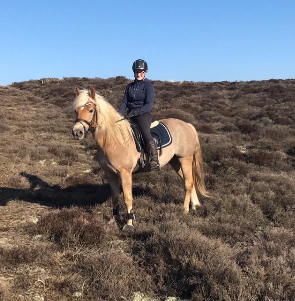 Haflinger Wildfang-U-W billede 8