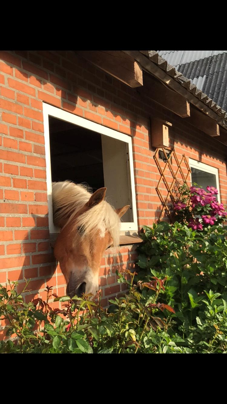 Haflinger Wildfang-U-W billede 14