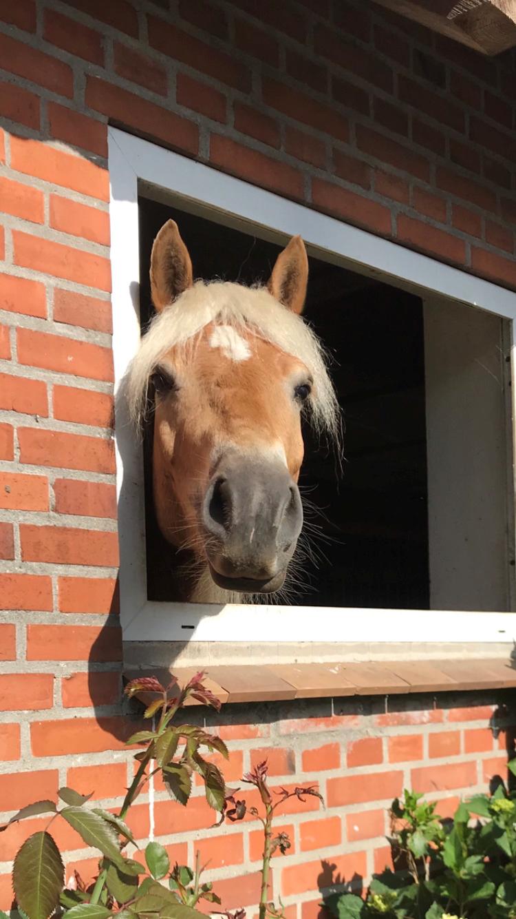 Haflinger Wildfang-U-W billede 15