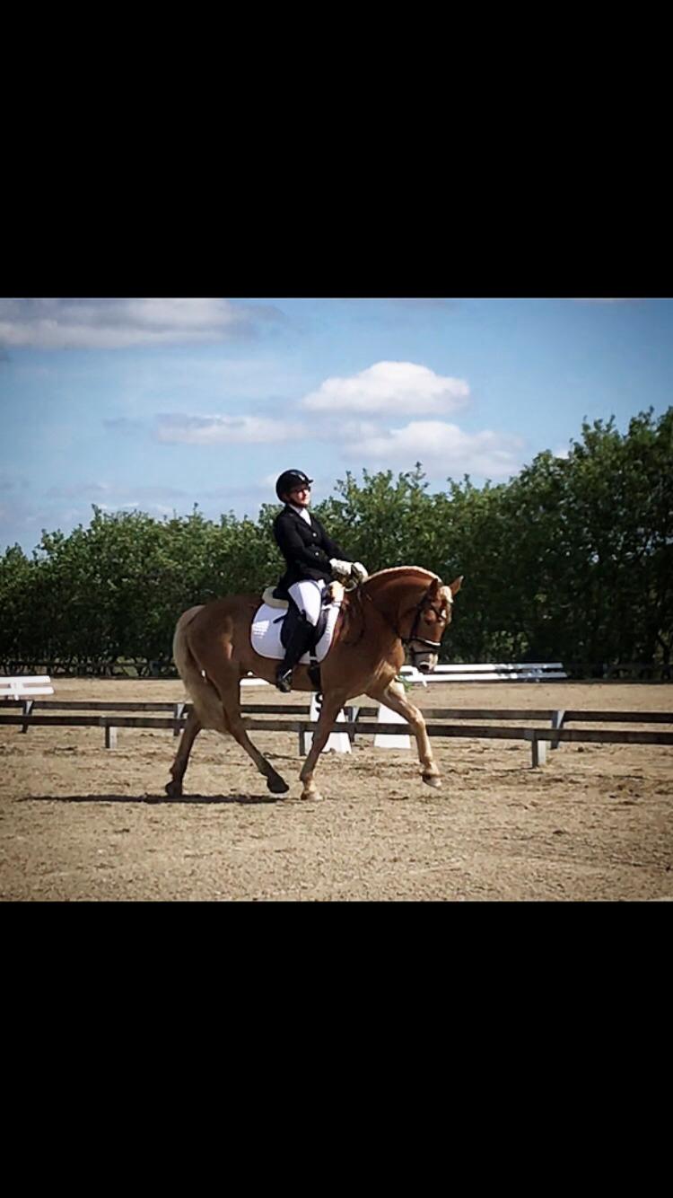 Haflinger Wildfang-U-W - DM sommer 2019 billede 13