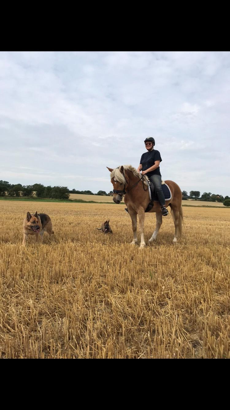 Haflinger Wildfang-U-W - På tur med momse og hundene billede 17