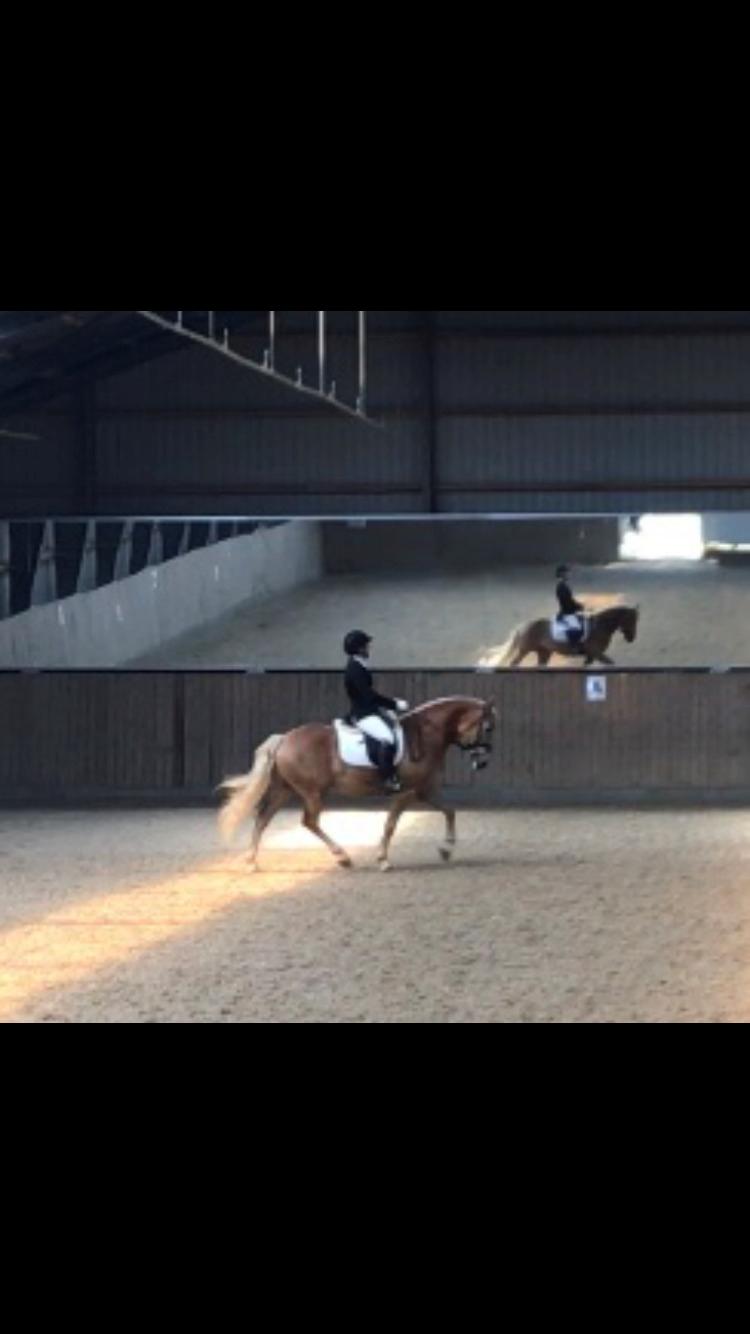 Haflinger Wildfang-U-W - Første LA2 billede 18