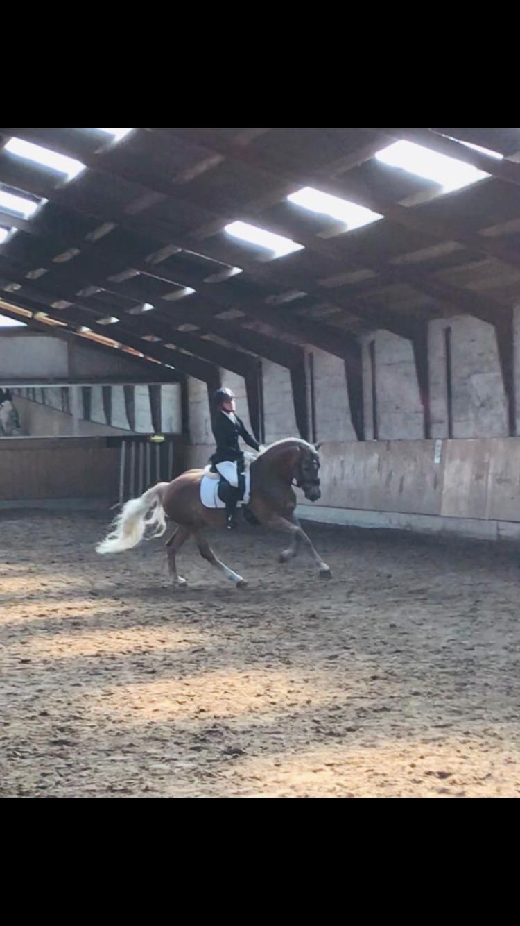 Haflinger Wildfang-U-W - Opvarmning til LA% billede 2