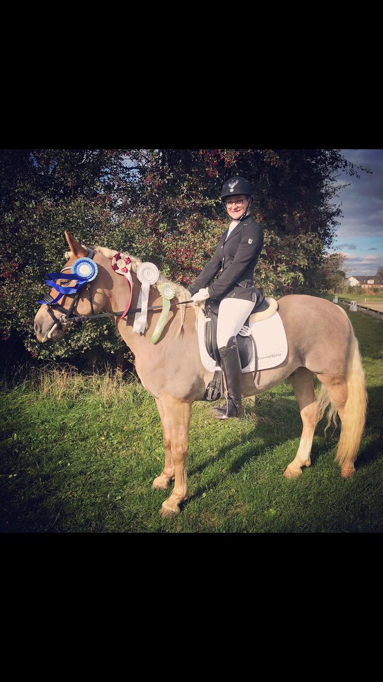 Haflinger Wildfang-U-W - Championat 2019 - Vinder af LA2 og nr. 2 til championat for 4-6 års haflingere (W som 5-års) billede 1