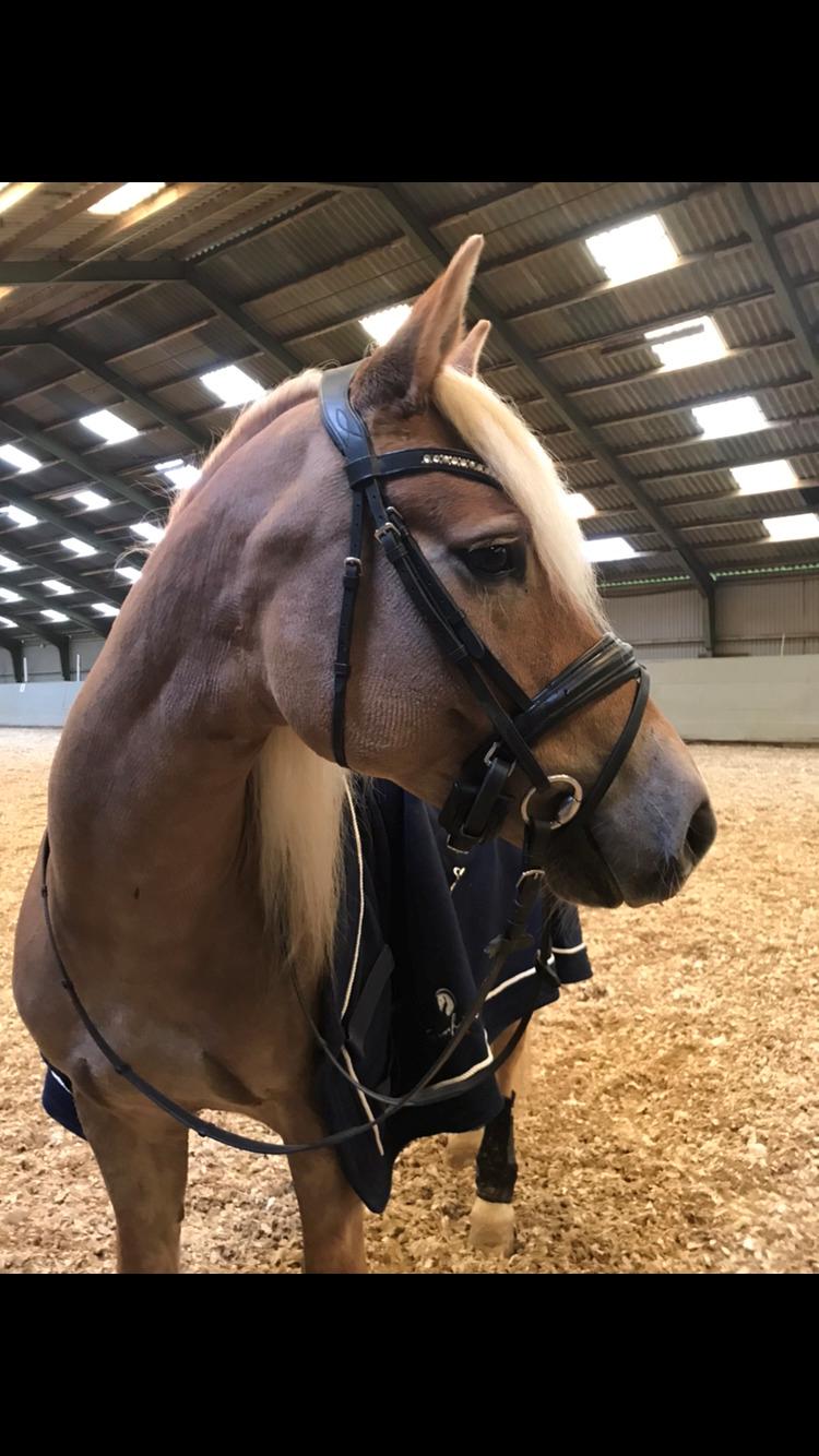 Haflinger Wildfang-U-W billede 19