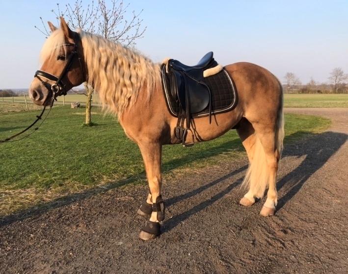 Haflinger Wildfang-U-W billede 3