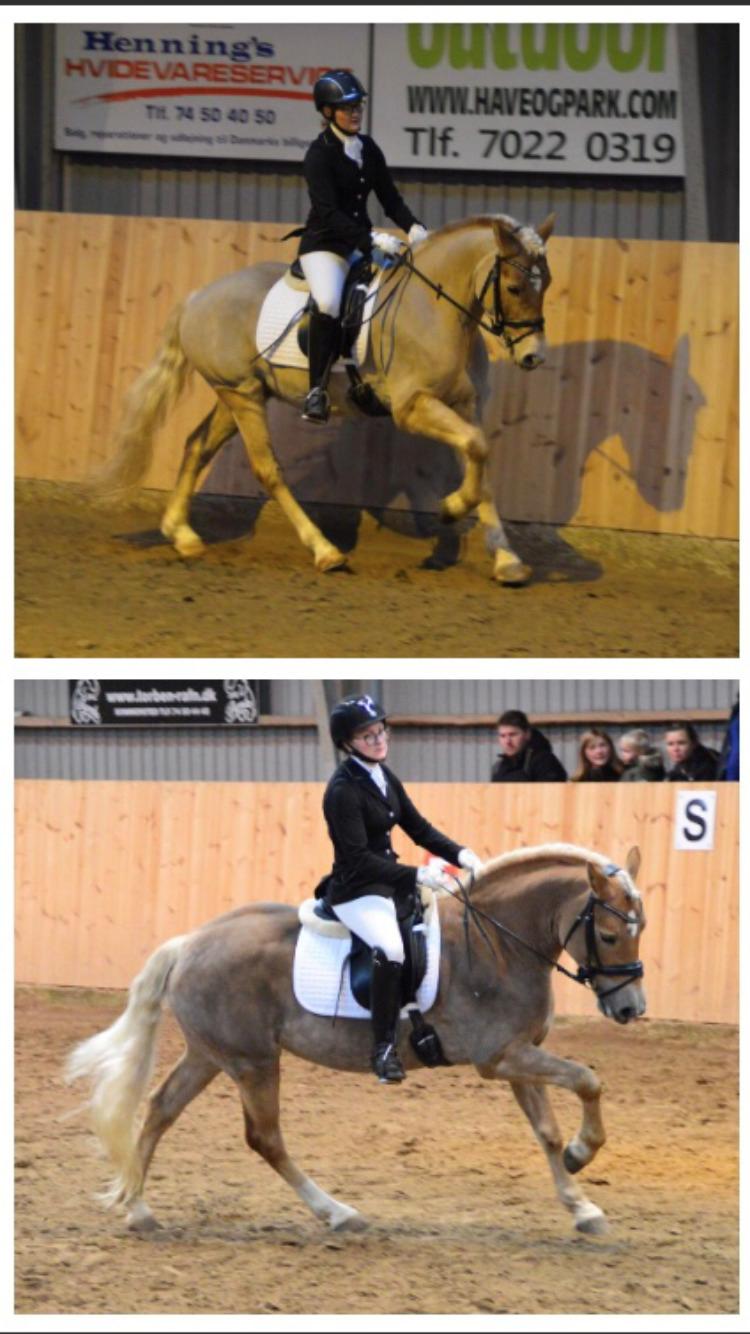 Haflinger Wildfang-U-W - Championat 2018 (øverst) / championat 2019 (nederst)  billede 20