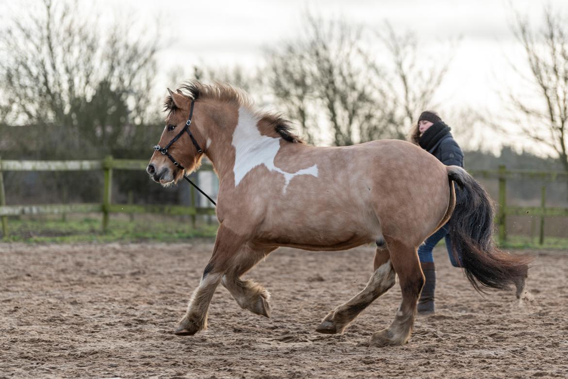 Irish Cob Crossbreed Toftgårds Amigo - Vinteren 2019/2020 billede 7