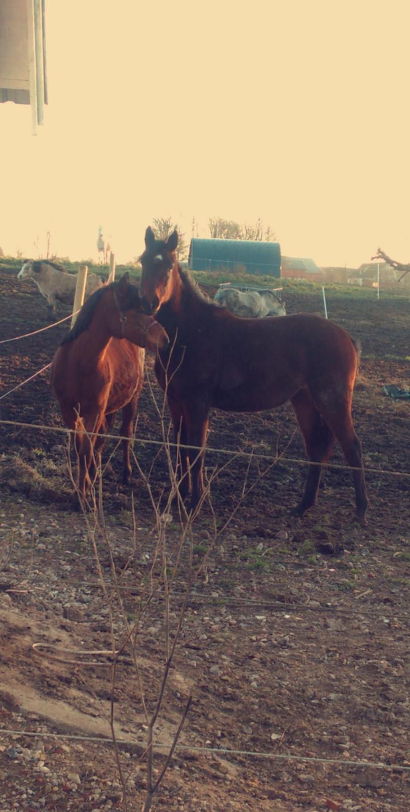 Anden særlig race Mosedalens La Prima billede 13