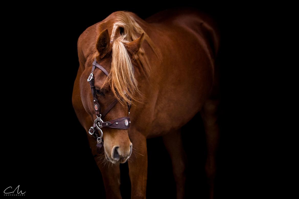 Arabisk fuldblod (OX) Norx NWA ox billede 2