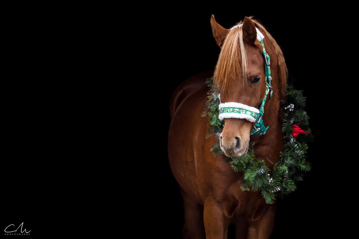 Arabisk fuldblod (OX) Norx NWA ox billede 23