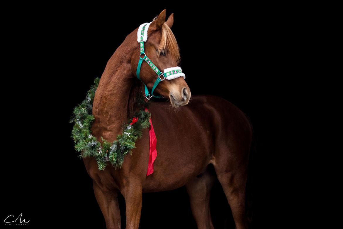 Arabisk fuldblod (OX) Norx NWA ox billede 22