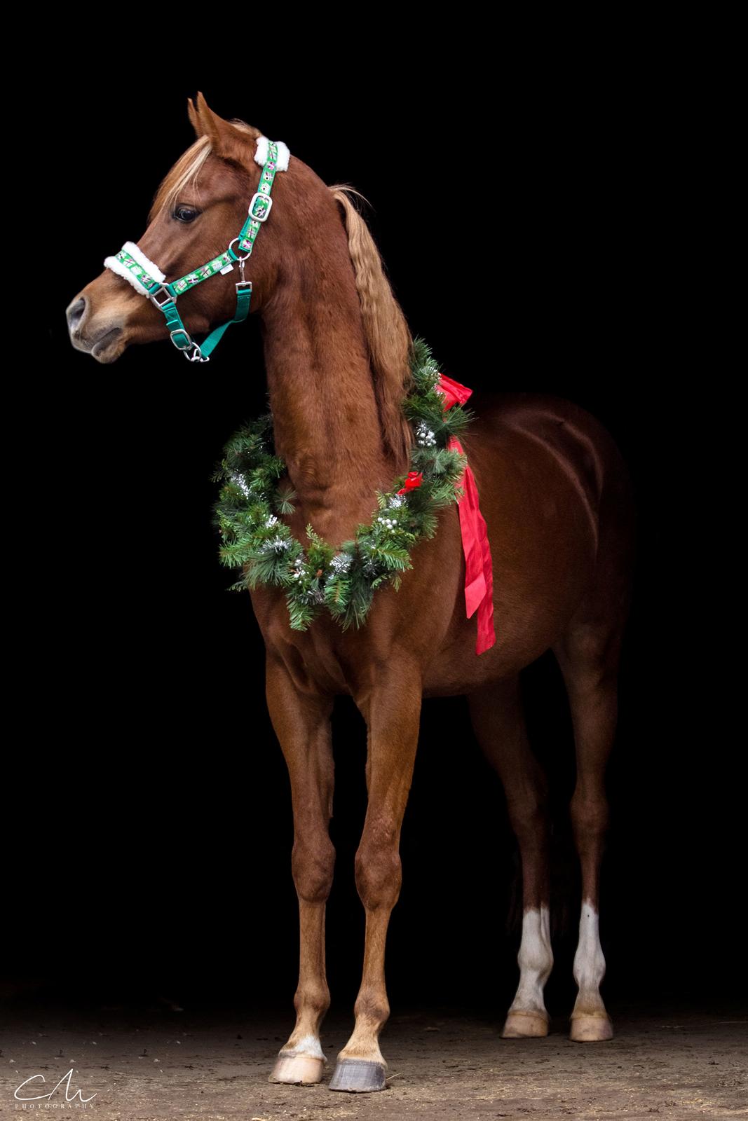 Arabisk fuldblod (OX) Norx NWA ox billede 24