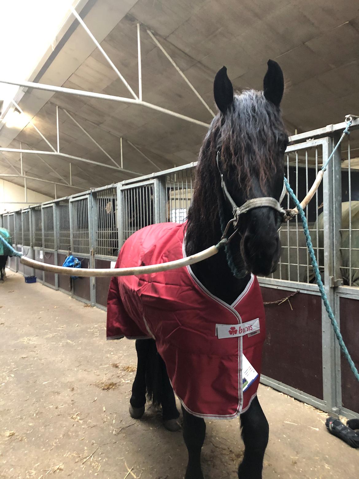 Frieser Anton fan stald barok billede 13