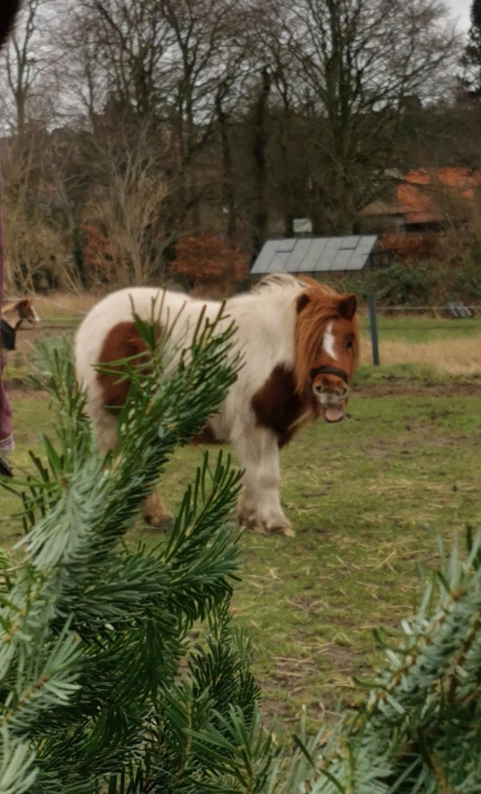 Shetlænder Overfussings Esmaralda - Solgt - Så yndig :-)  billede 17