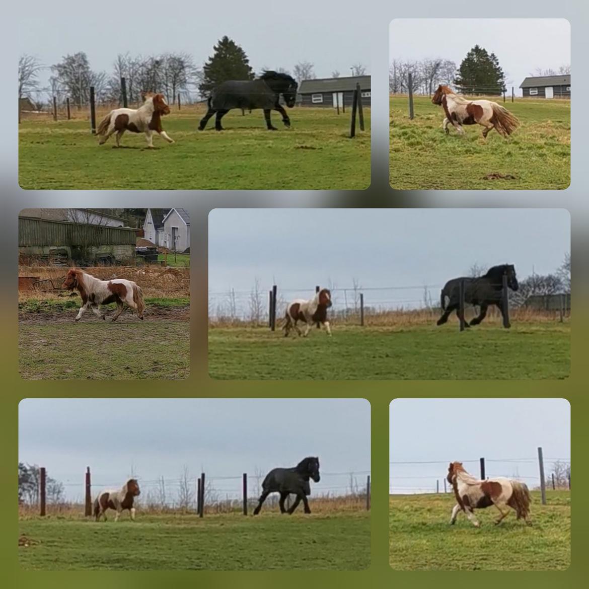 Shetlænder Overfussings Esmaralda - Solgt - Så kom hun til Dolmer :-)  billede 18